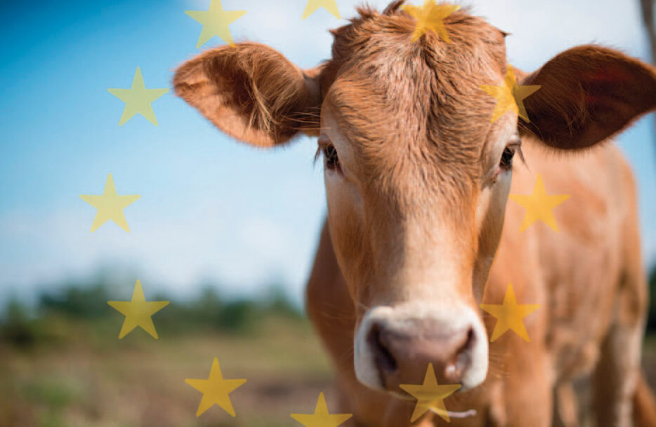 The New EU Animal Health Legislation for Veterinary Medicinal Products